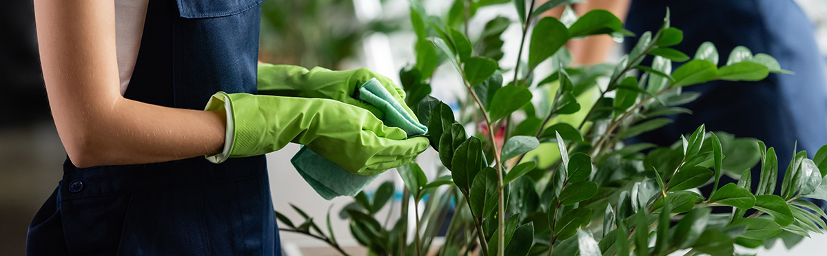 Allergy awareness in the workplace, photography of an employee caring for an indoor plant