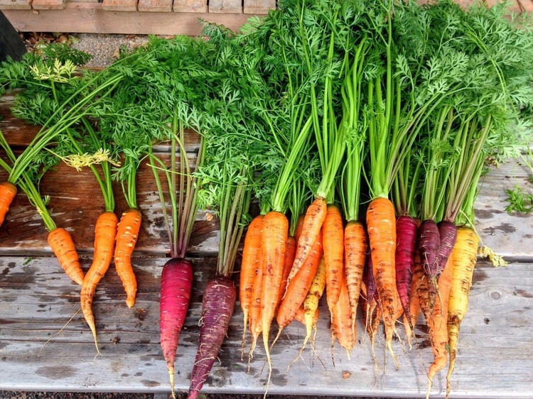 photograph of locally sourced carrots piled on a table