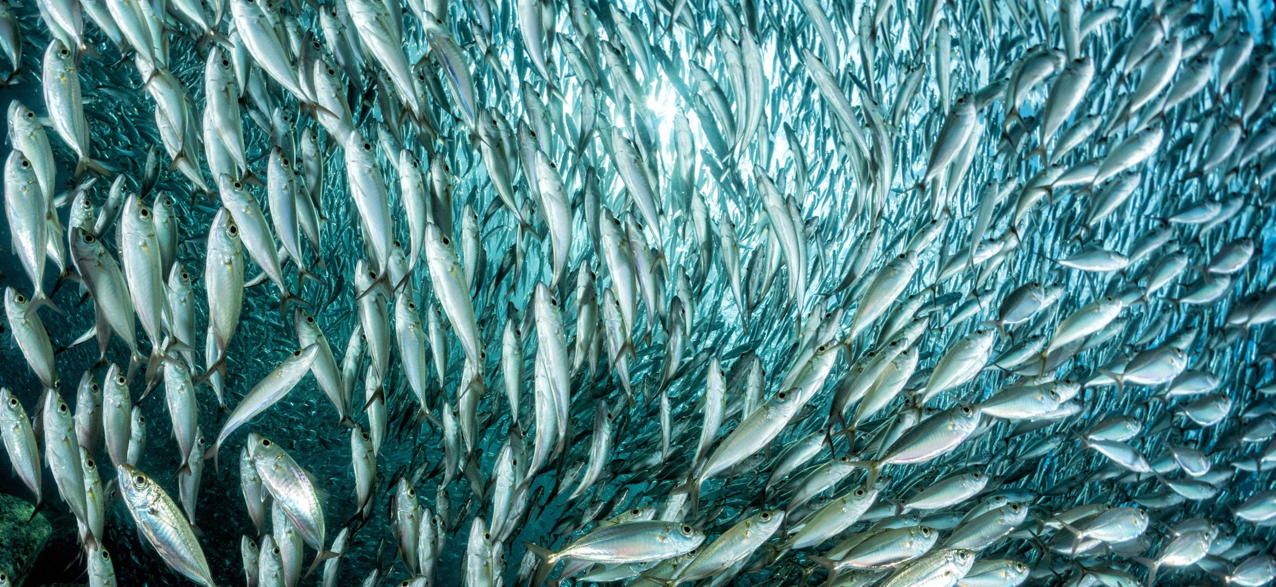 photograph of a school of fish