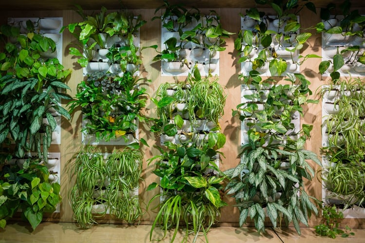 Images of plants indoors at the office