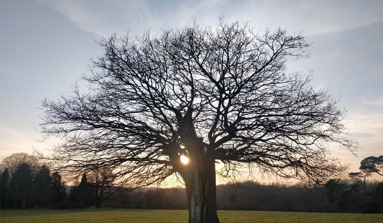 Photograph of a tree in an autumn sunset