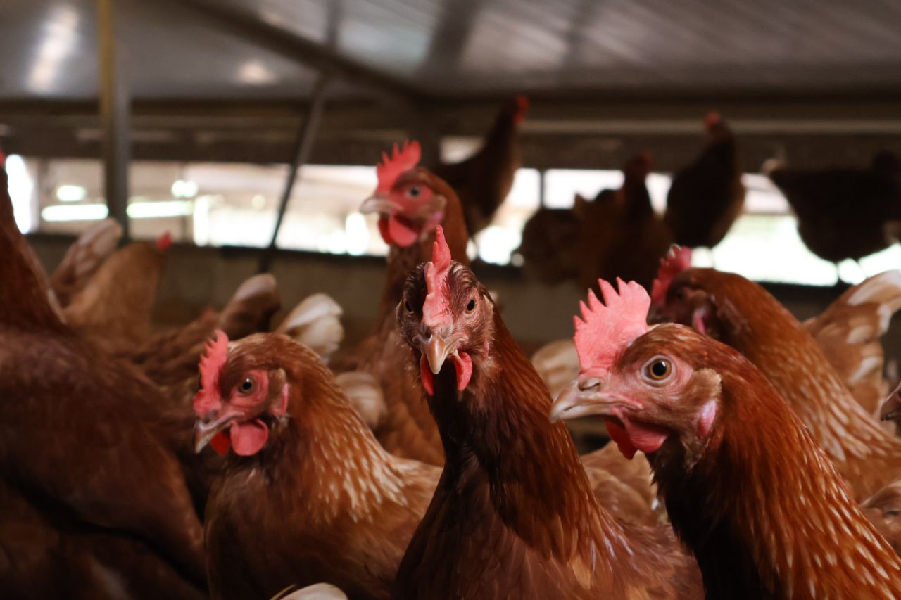 range of traditional chicken breeds