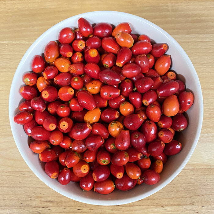 Recipe: Rosehip Syrup